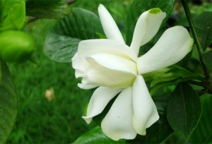 栀子花的养殖方法